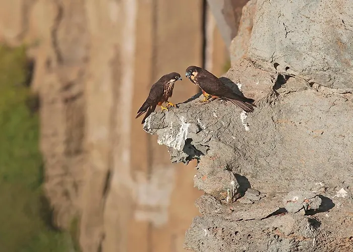 Oda ve Kahvaltı Alba